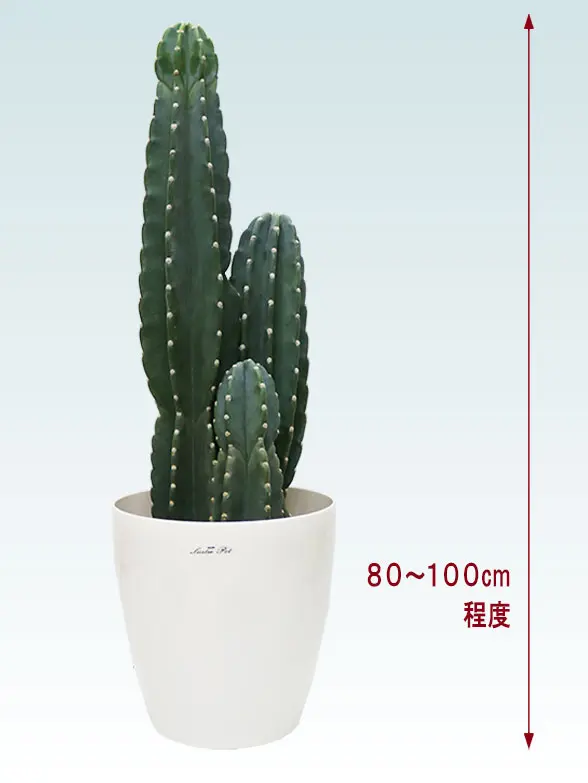 観葉植物柱サボテン(鬼面角)葉っぱ枝も入った画像