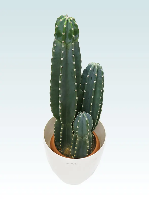 柱サボテン（鬼面角）（ラスターポット付）Mサイズ/観葉植物の販売