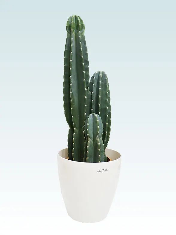 柱サボテン（鬼面角）（ラスターポット付）Mサイズ/観葉植物の販売