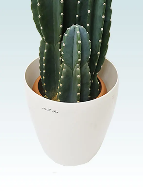 観葉植物柱サボテン（鬼面角）籐製の鉢カバーイメージ画像