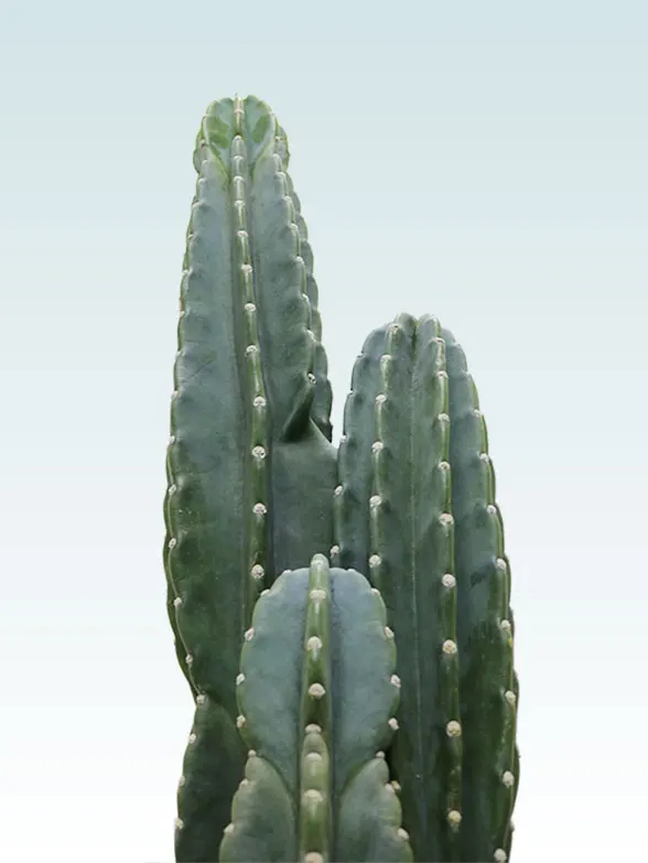 観葉植物柱サボテン(鬼面角)葉っぱ拡大画像