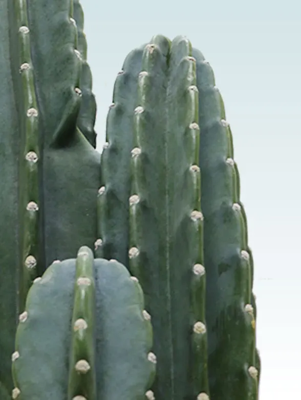 観葉植物柱サボテン(鬼面角)全体画像