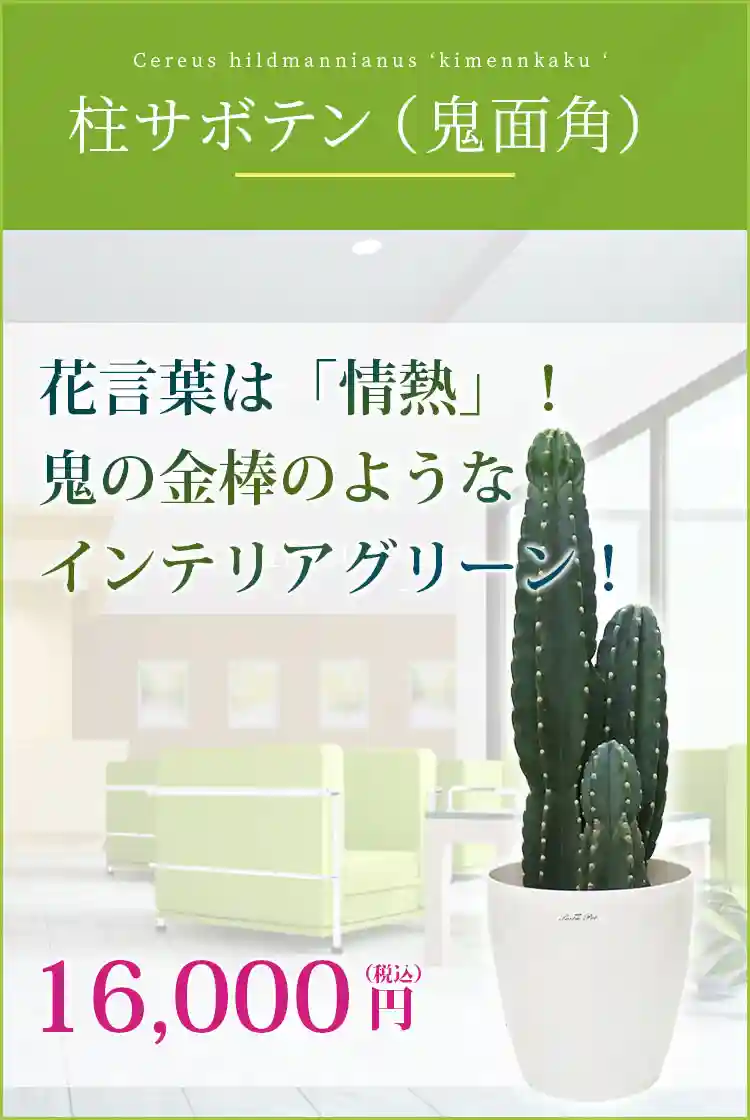 柱サボテン(鬼面角) 観葉植物 15,000円(税込)