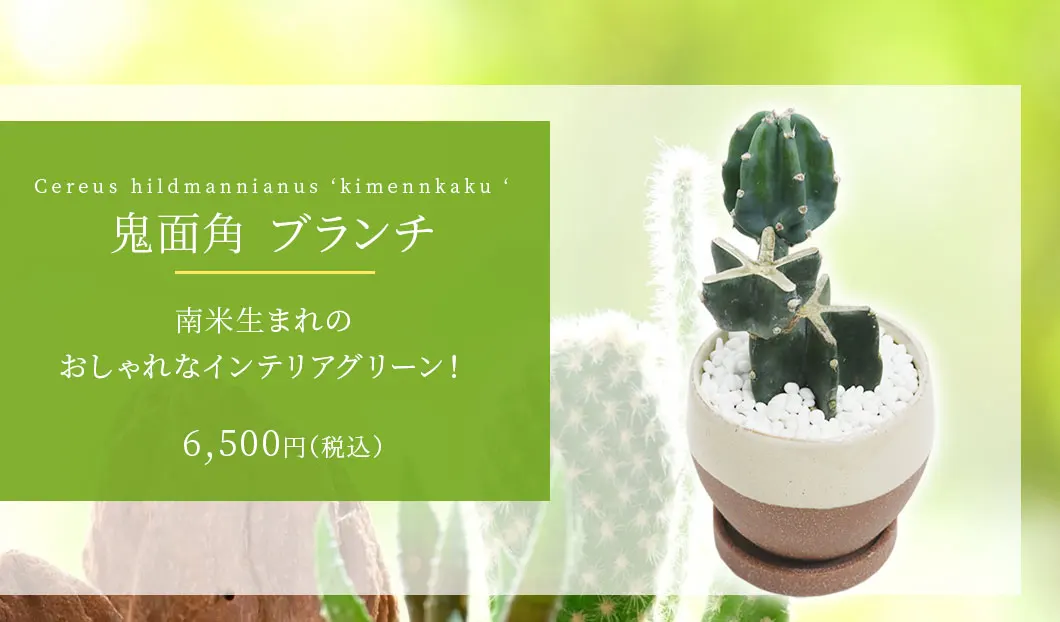 柱サボテン(鬼面角) 観葉植物 6,500円(税込)