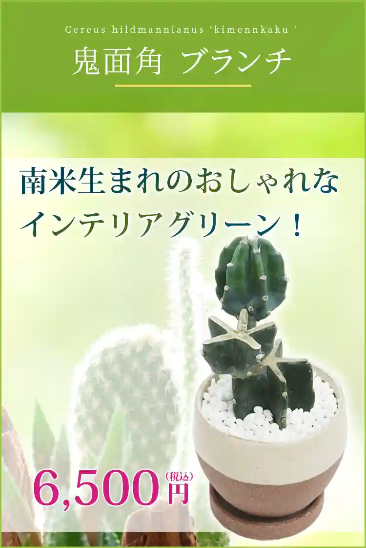 柱サボテン(鬼面角) 観葉植物 6,500円(税込)