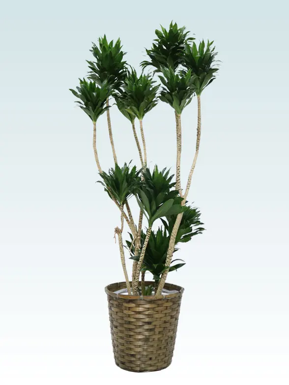 出産祝いなども豊富 高さ74cm 直径100cm 大型の鉢 植木鉢 おしゃれ クエンカ