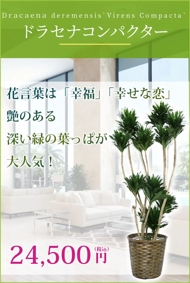 ドラセナコンパクター 観葉植物 23,500円(税込)