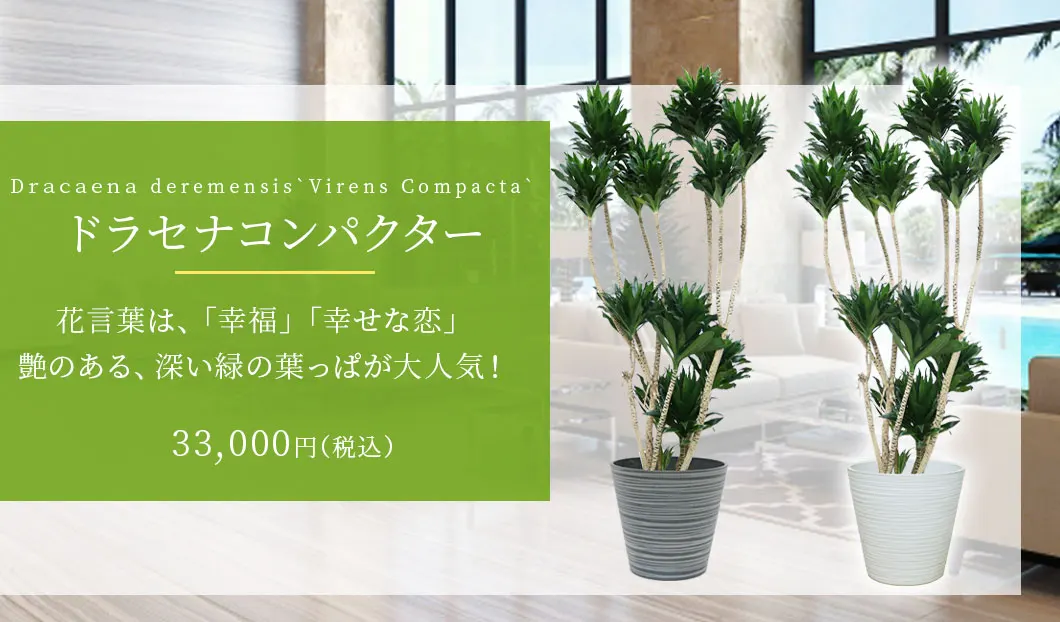 ドラセナコンパクター 観葉植物 33,000円(税込)