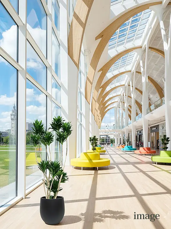 ドラセナコンパクター葉っぱ枝も入った画像