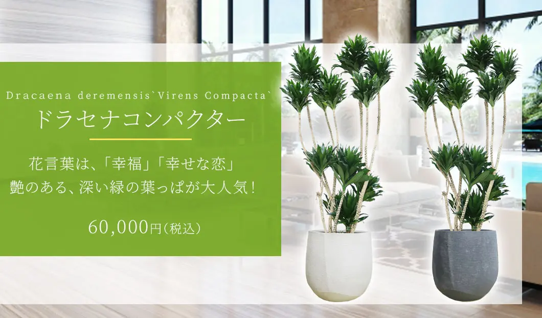 ドラセナコンパクター 観葉植物 60,000円(税込)