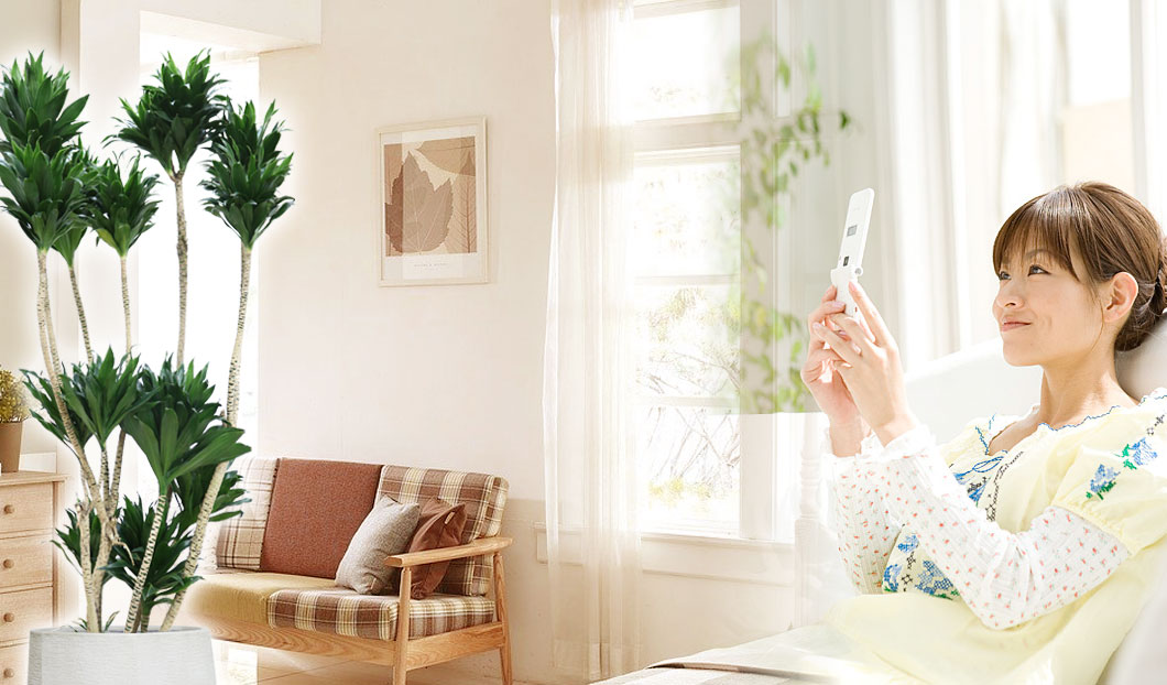 ギフトやインテリアに人気の観葉植物ドラセナコンパクター