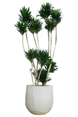 ドラセナコンパクター全体画像