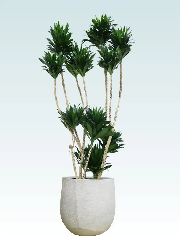 ドラセナコンパクター拡大横から画像