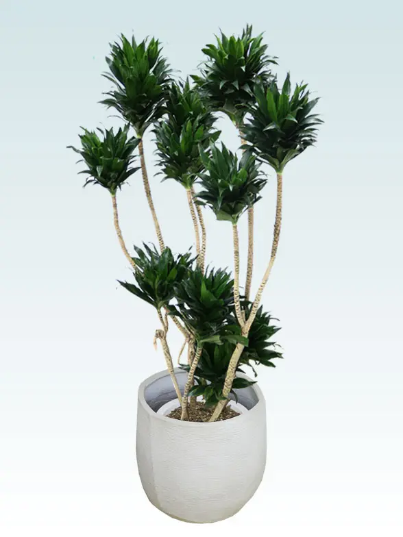 ドラセナコンパクター葉っぱ拡大画像