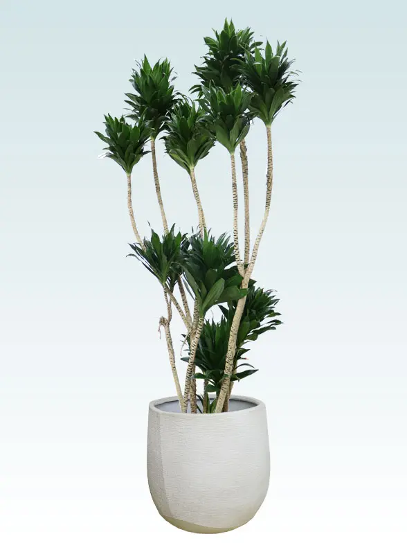 ドラセナコンパクター葉っぱ拡大画像