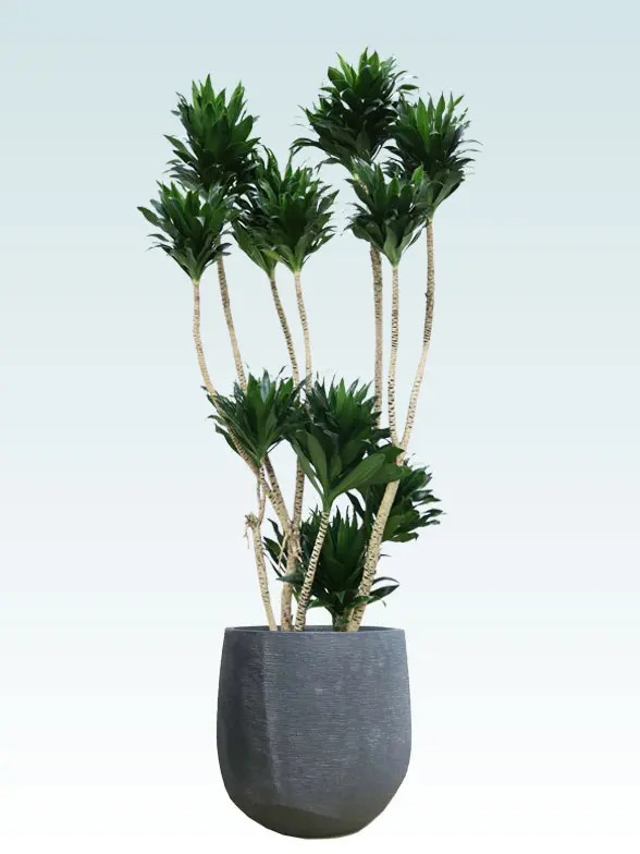 ドラセナコンパクター葉っぱ枝も入った画像