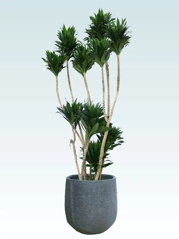 ドラセナコンパクター葉っぱ枝も入った画像