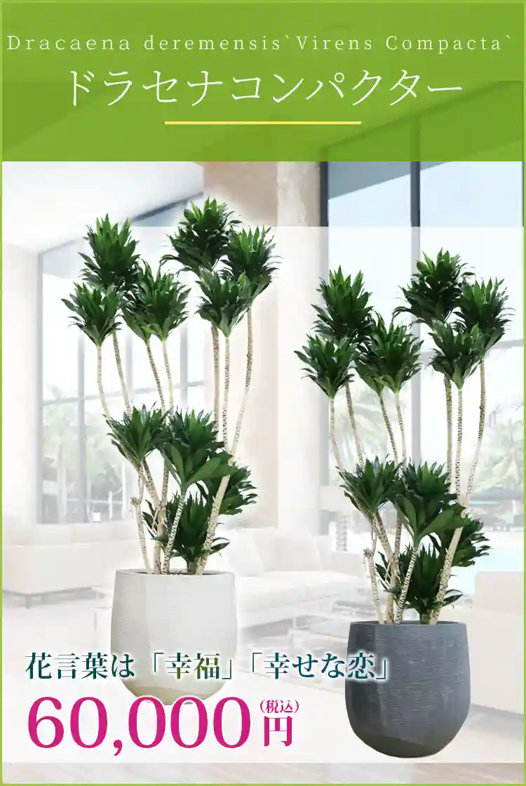 ドラセナコンパクター 観葉植物 60,000円(税込)