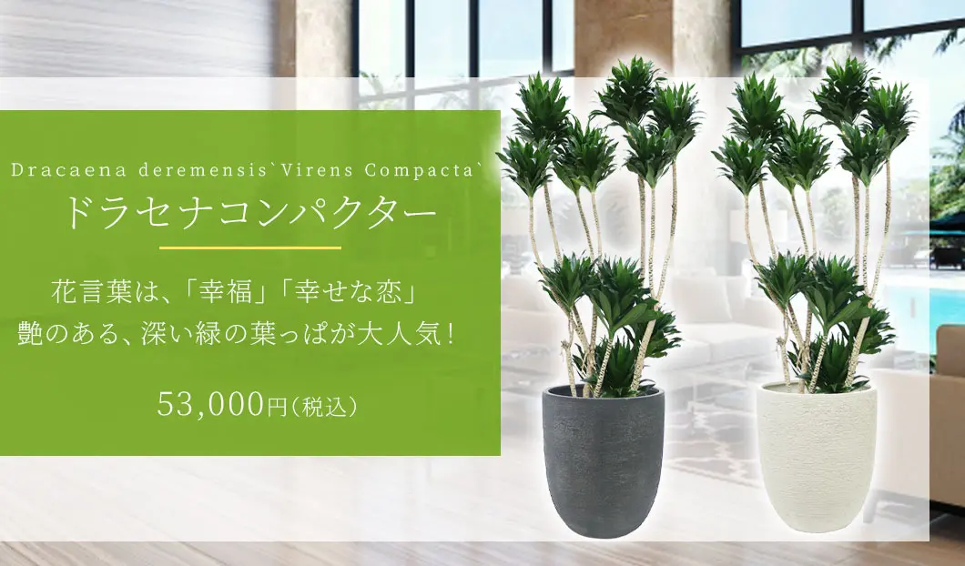 ドラセナコンパクター 観葉植物 53,000円(税込)