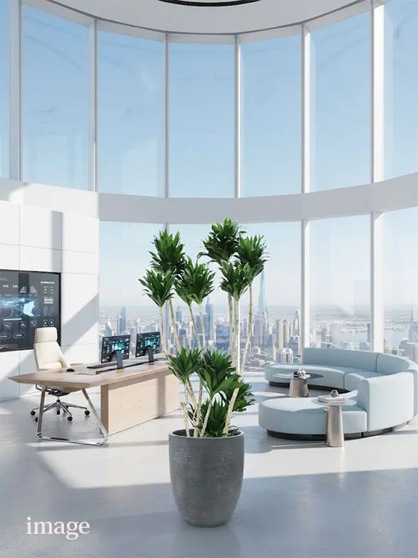 ドラセナコンパクター葉っぱ拡大画像