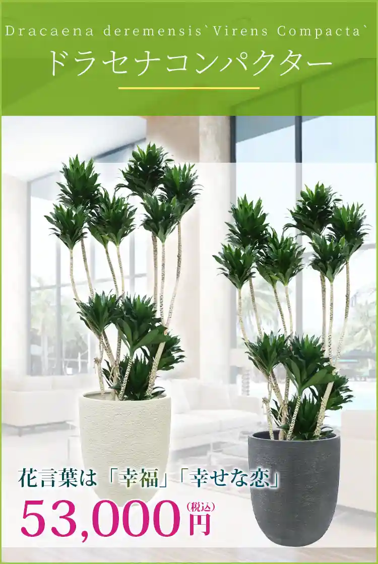 ドラセナコンパクター 観葉植物 53,000円(税込)