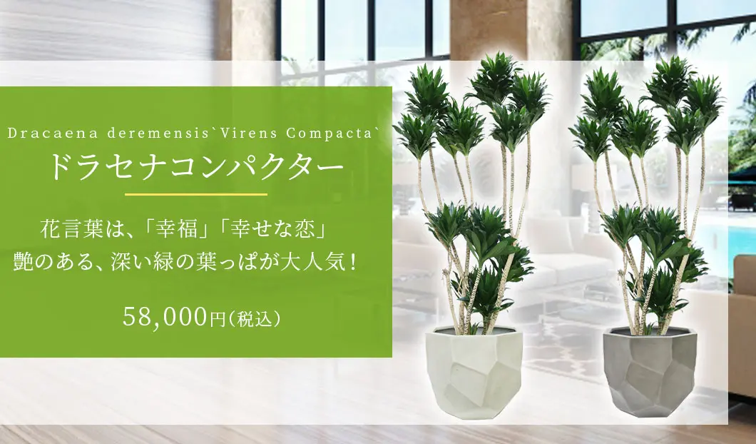 ドラセナコンパクター 観葉植物 58,000円(税込)