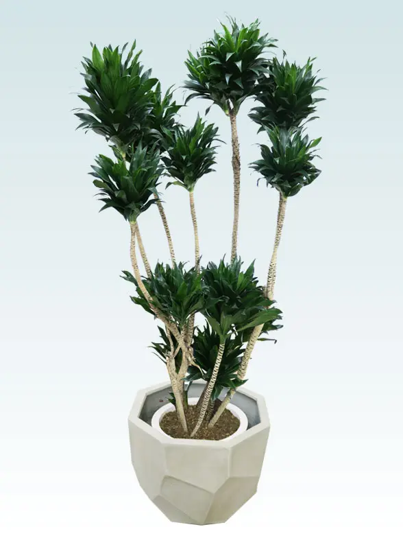 ドラセナコンパクター葉っぱ拡大画像