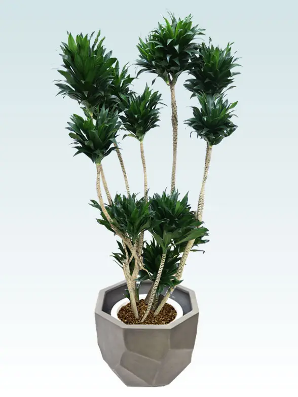 ドラセナコンパクター葉っぱ枝も入った画像