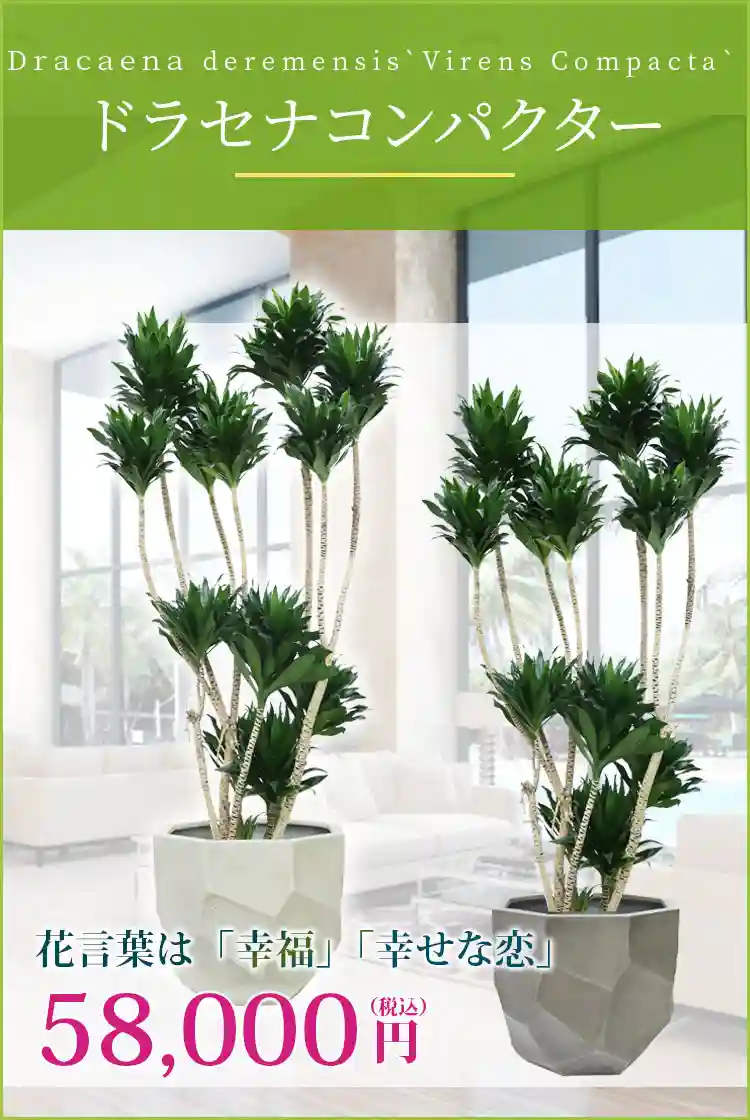 ドラセナコンパクター 観葉植物 58,000円(税込)