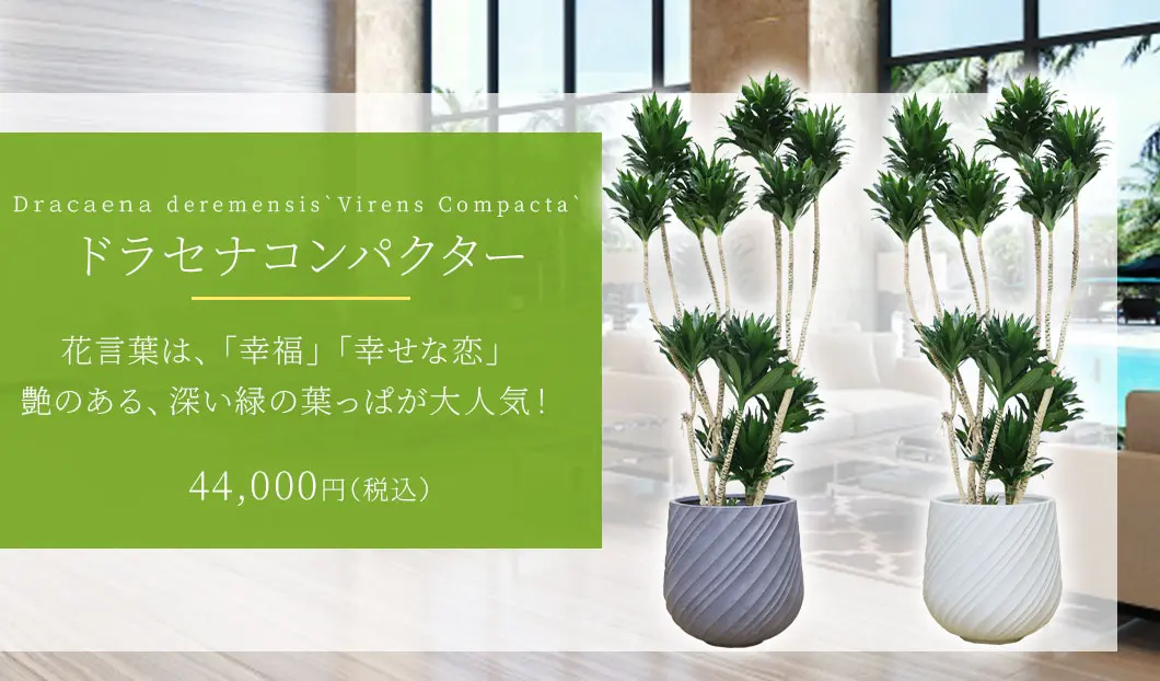 ドラセナコンパクター 観葉植物 44,000円(税込)