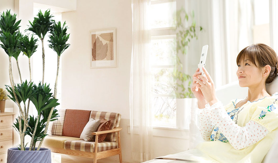 ギフトやインテリアに人気の観葉植物ドラセナコンパクター