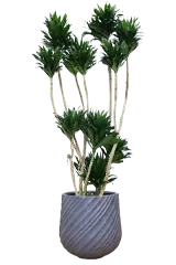 ドラセナコンパクター全体画像