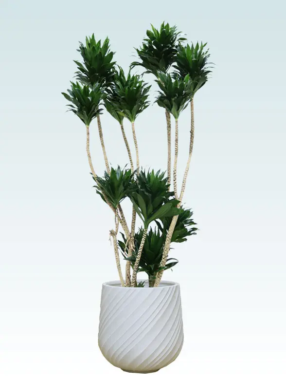 ドラセナコンパクター 大鉢Lサイズ スパイラル型、グラスファイバー製鉢カバー付