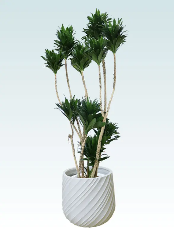 ドラセナコンパクター葉っぱ枝も入った画像