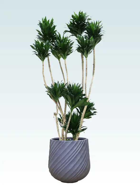 ドラセナコンパクター拡大横から画像