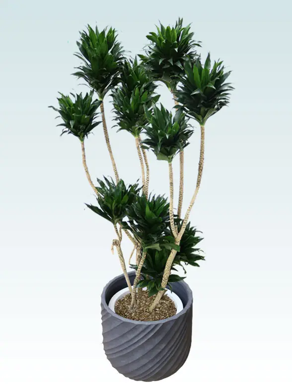 ドラセナコンパクター葉っぱ拡大画像