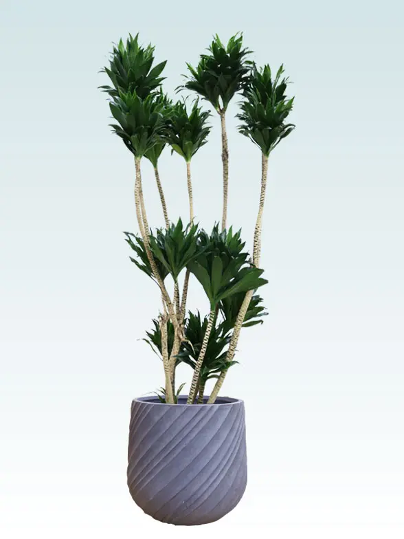 ドラセナコンパクター葉っぱ枝も入った画像