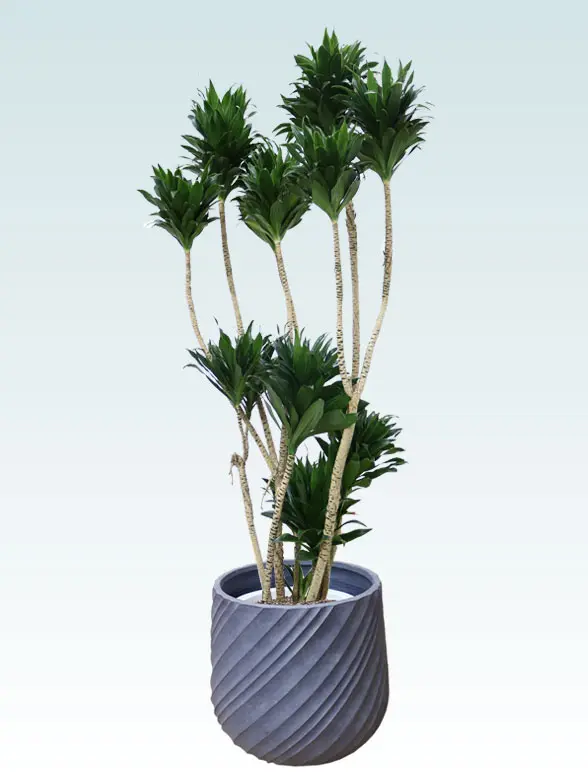 ドラセナコンパクター葉っぱ拡大画像