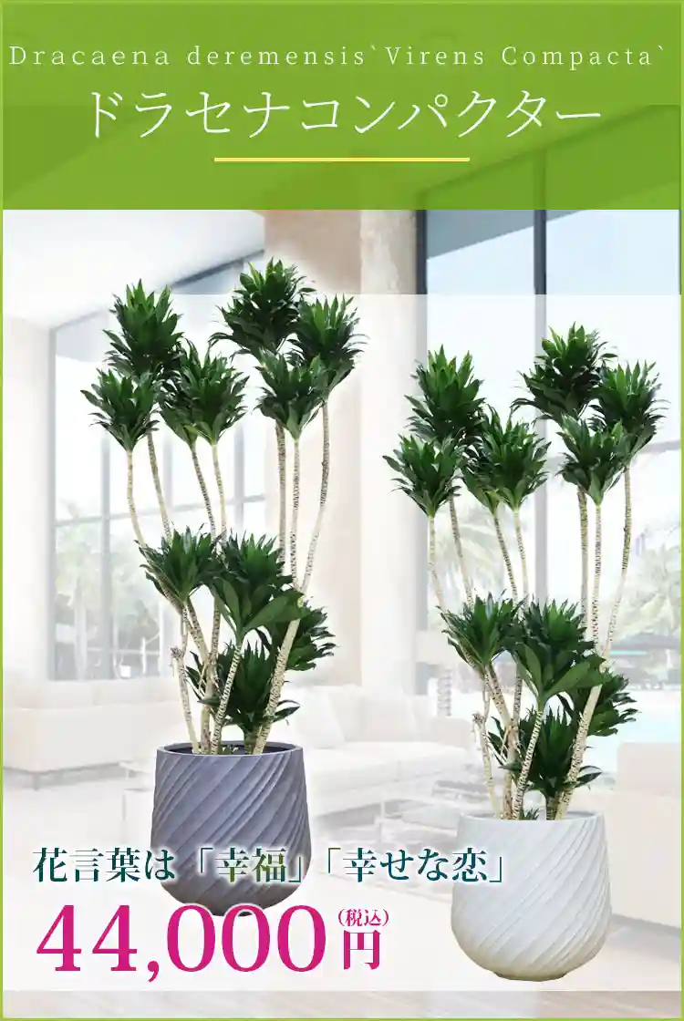 ドラセナコンパクター 観葉植物 44,000円(税込)