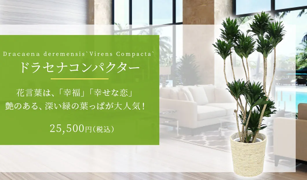 ドラセナコンパクター 観葉植物 24,500円(税込)