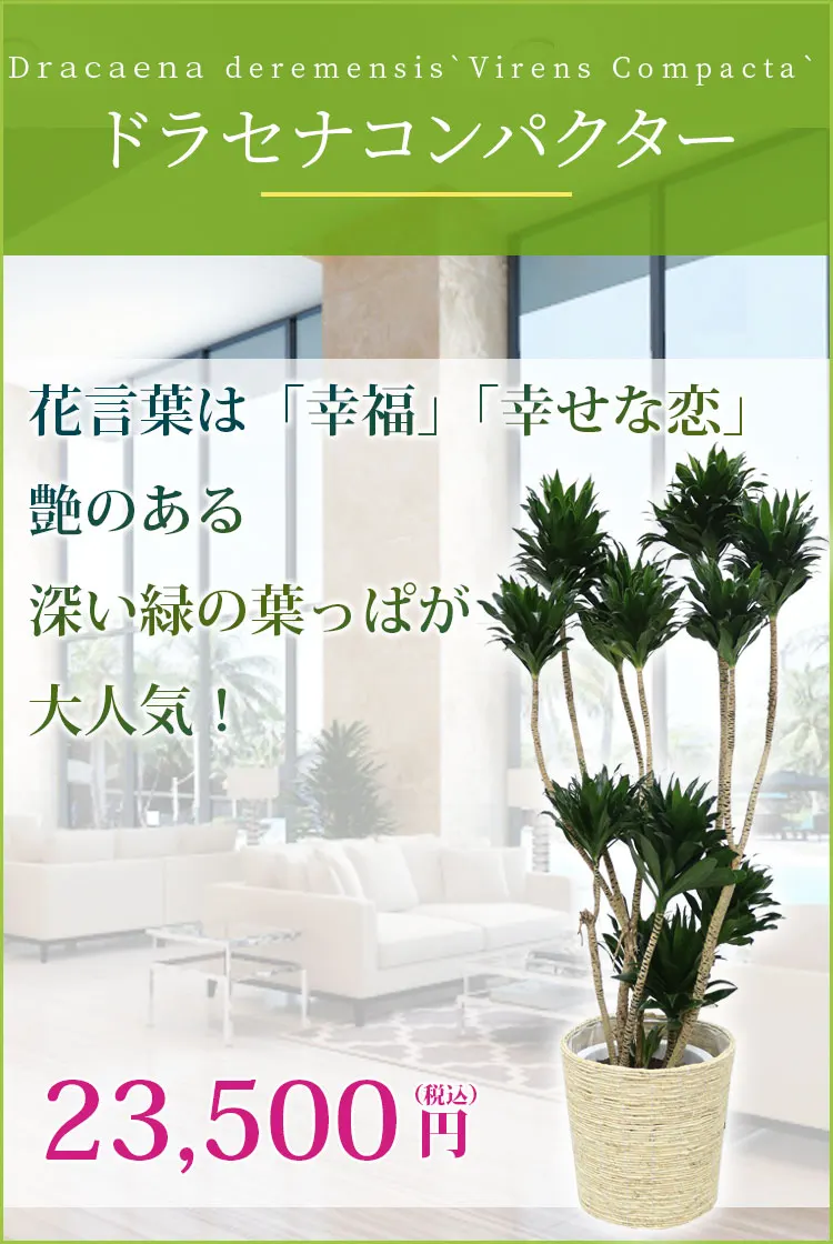 ドラセナコンパクター 観葉植物 24,500円(税込)