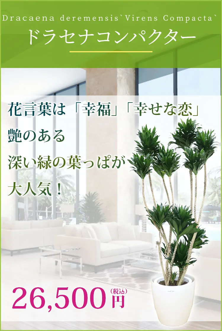 ドラセナコンパクター 観葉植物 25,500円(税込)