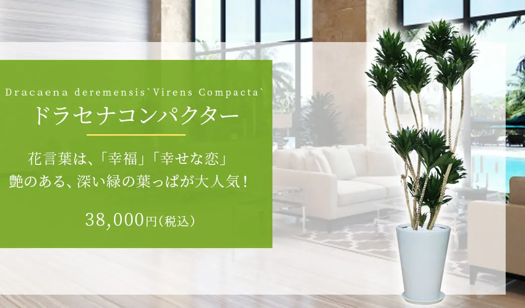 ドラセナコンパクター 観葉植物 37,000円(税込)