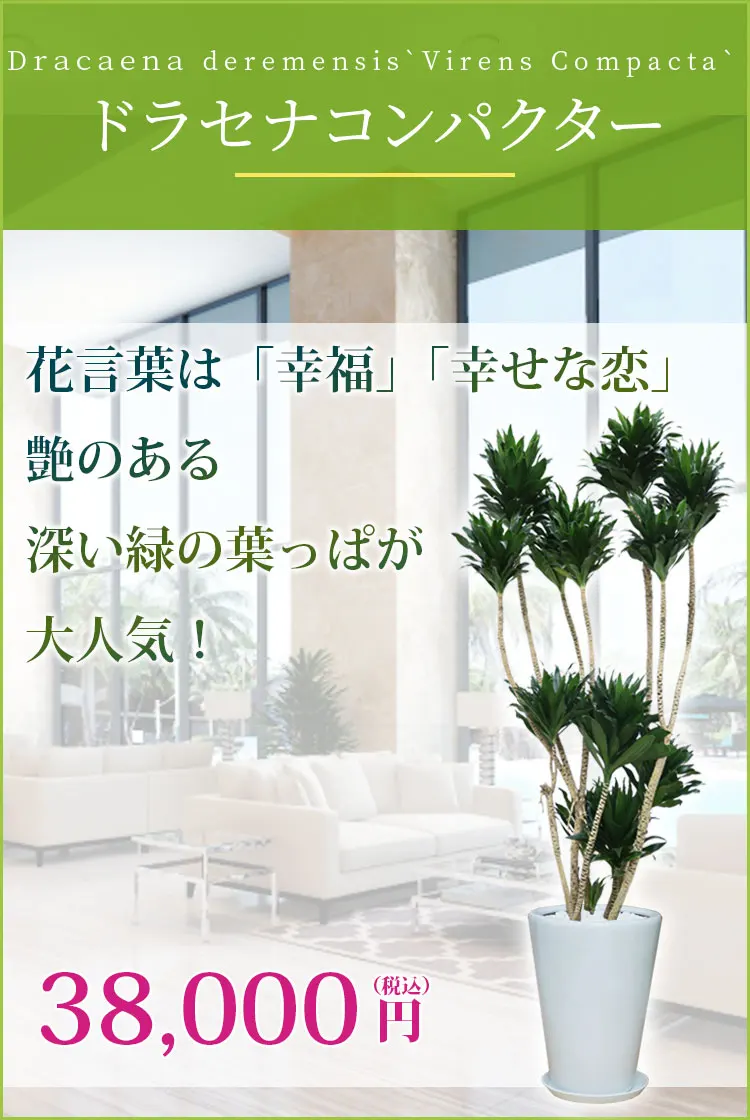 ドラセナコンパクター 観葉植物 37,000円(税込)