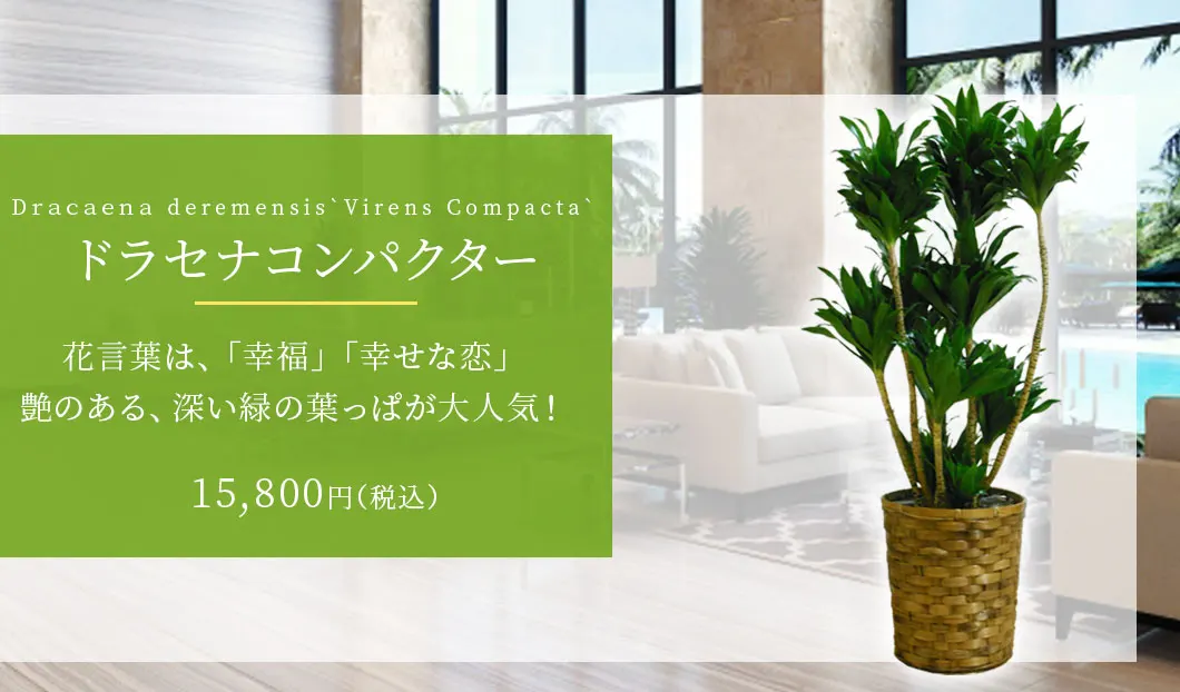 ドラセナコンパクター 観葉植物 14,800円(税込)