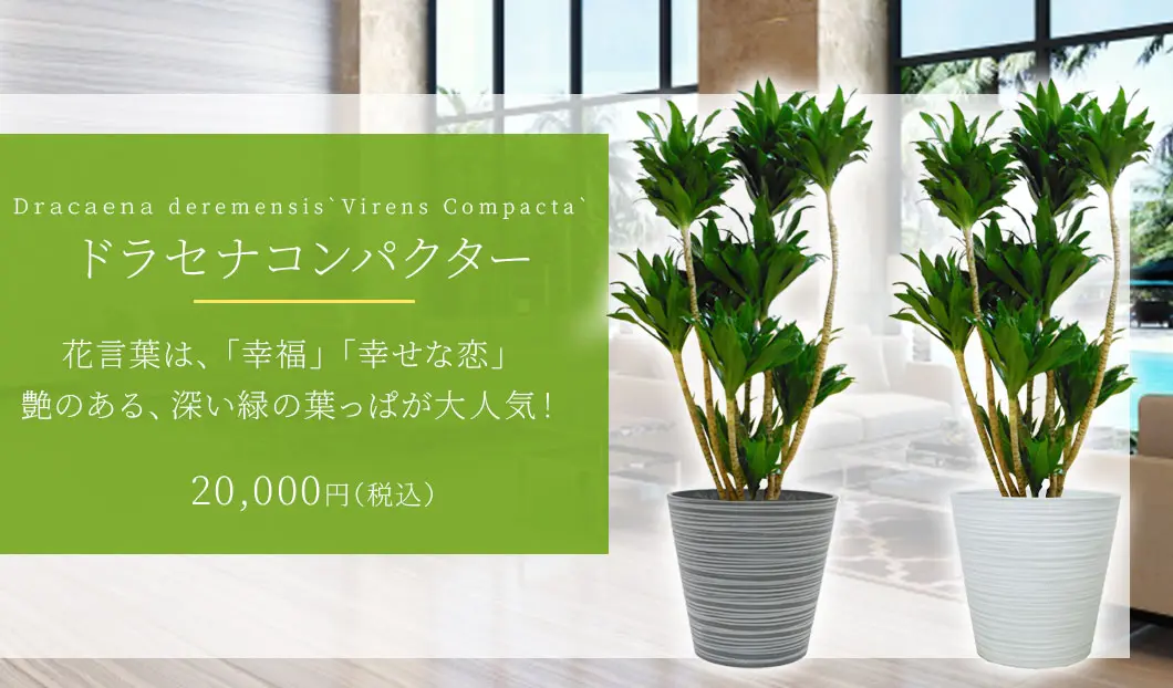 ドラセナコンパクター 観葉植物 20,000円(税込)