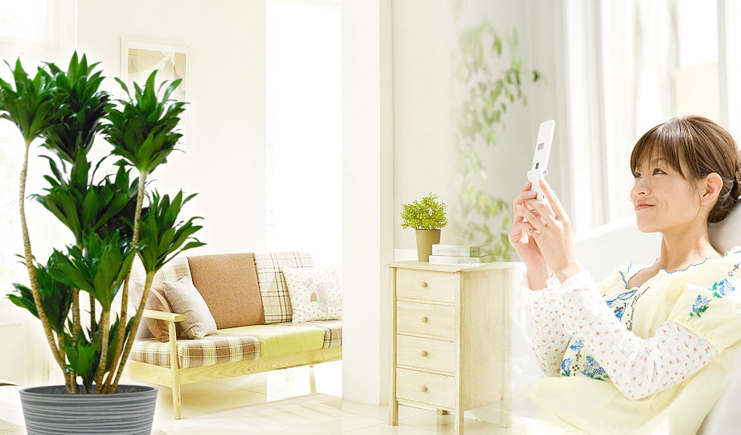 ギフトやインテリアに人気の観葉植物ドラセナコンパクター