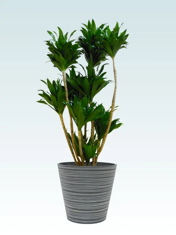 ドラセナコンパクター Mサイズ エコフレンドリーポット付