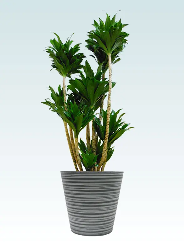 ドラセナコンパクター葉っぱ拡大画像