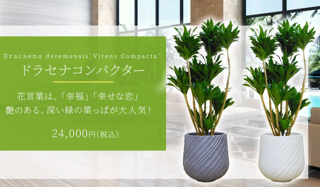 ドラセナコンパクター 観葉植物 24,000円(税込)